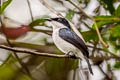 Black-winged Flycatcher-shrike hirundinaceus