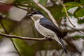Black-winged Flycatcher-shrike hirundinaceus