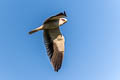 Black-winged Kite Elanus caeruleus vociferus