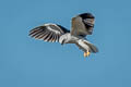 Black-winged Kite Elanus caeruleus vociferus
