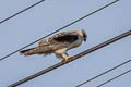 Black-winged Kite Elanus caeruleus vociferus