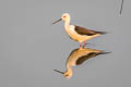 Black-winged Stilt Himantopus himantopus