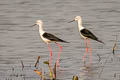 Black-winged Stilt Himantopus himantopus