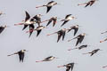 Black-winged Stilt Himantopus himantopus