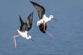 Black-winged Stilt Himantopus himantopus