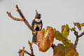 Black Baza Aviceda leuphotes leuphotes 