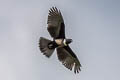 Black Baza Aviceda leuphotes leuphotes 