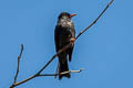 Black Bulbul Hypsipetes leucocephalus concolor