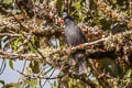 Black Bulbul Hypsipetes leucocephalus concolor