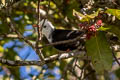 Black Bulbul Hypsipetes leucocephalus leucocephalus 