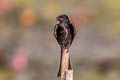 Black Drongo Dicrurus macrocercus thai