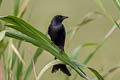 Black Drongo Dicrurus macrocercus thai