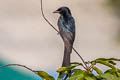 Black Drongo Dicrurus macrocercus cathoecus