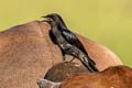 Black Drongo Dicrurus macrocercus cathoecus