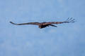 Black Eagle Ictinaetus malaiensis malaiensis