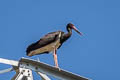 Black Stork Ciconia nigra