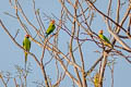 Blossom-headed Parakeet Psittacula roseata juneae