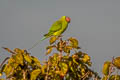 Blossom-headed Parakeet Psittacula roseata juneae