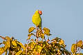 Blossom-headed Parakeet Psittacula roseata juneae