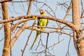 Blossom-headed Parakeet Psittacula roseata juneae