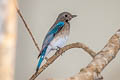 Blue-and-white Flycatcher Cyanoptila cyanomelana cyanomelana