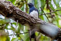 Blue-and-white Flycatcher Cyanoptila cyanomelana intermedia