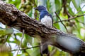 Blue-and-white Flycatcher Cyanoptila cyanomelana intermedia