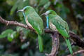 Blue-bearded Bee-eater Nyctyornis athertoni athertoni