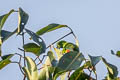 Blue-crowned Hanging Parrot Loriculus galgulus