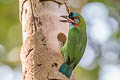 Blue-eared Barbet Psilopogon cyanotis stuarti