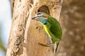 Blue-eared Barbet Psilopogon cyanotis stuarti