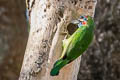 Blue-eared Barbet Psilopogon cyanotis stuarti