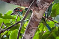 Blue-eared Barbet Psilopogon cyanotis stuarti