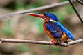 Blue-eared Kingfisher Alcedo meninting scintillans