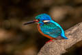 Blue-eared Kingfisher Alcedo meninting coltarti
