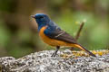 Blue-fronted Redstart Phoenicurus frontalis