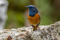 Blue-fronted Redstart Phoenicurus frontalis