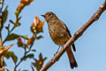 Blue-fronted Redstart Phoenicurus frontalis