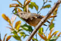 Blue-fronted Redstart Phoenicurus frontalis