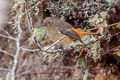 Blue-fronted Redstart Phoenicurus frontalis