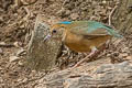 Blue-naped Pitta Hydrornis nipalensis hendeei