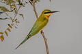 Blue-tailed Bee-eater Merops philippinus