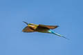 Blue-tailed Bee-eater Merops philippinus