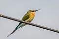 Blue-tailed Bee-eater Merops philippinus