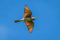 Blue-tailed Bee-eater Merops philippinus