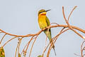 Blue-tailed Bee-eater Merops philippinus