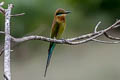 Blue-tailed Bee-eater Merops philippinus