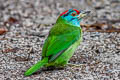 Blue-throated Barbet Psilopogon asiatica davisoni