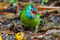 Blue-throated Barbet Psilopogon asiatica davisoni