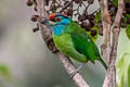 Blue-throated Barbet Psilopogon asiatica davisoni